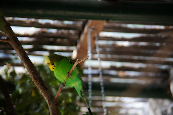 포토 JPG 해외이미지 잎 열대 사람없음 빨간색 초록색 파란색 노란색 나뭇가지 남아메리카 부리 아마존 해외포토 나무 식물 컬러 아메리카 파일형식 이미지허브