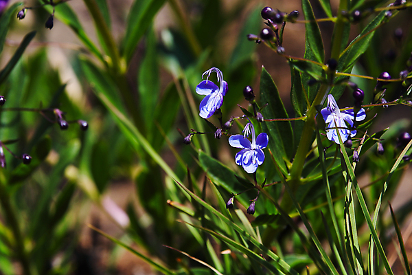 포토 JPG 해외이미지 식물 열매 꽃잎 꽃 백그라운드 잎 꽃무늬 자연 추상 초원 사람없음 가로 초록색 여름 파란색 뷰티 새싹 환경 정원 보라색 사진촬영 봄 활발 들꽃 성장 벚꽃 개화 허브 제비꽃 내추럴 남아프리카 영원 해외포토 계절 컬러 컨셉 무늬 아프리카 촬영 생태계 파일형식 이미지허브
