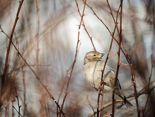 포토 JPG 해외이미지 나무 식물 동물 1 계절 꽃 야생동물 음식 분홍색 날개 과일 발 자연 조류 아침 날씨 요리 사람없음 갈색 정원 검은색 봄 산책 흰색 나뭇가지 개화 저녁 작음 먹이 깃털 사냥 부리 러시아 향기 냄새 심플 참새 남쪽 해외포토 주간 유럽 컬러 휴식 신체부위 야간 크기 방향 생태계 파일형식 이미지허브