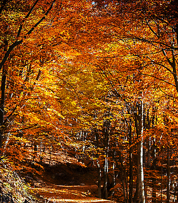 포토 JPG 해외이미지 나무 여행 단풍 사람없음 숲 루마니아 트란실바니아 해외포토 식물 유럽 잎 파일형식 이미지허브