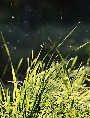 포토 JPG 해외이미지 주간 잎 사람없음 야외 아웃포커스 젖음 물방울 빗방울 해외포토 자연요소 식물 촬영기법 비_날씨 파일형식 이미지허브