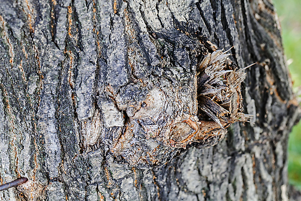 포토 JPG 해외이미지 나무 계절 공원 여행 잎 자연 산 이끼 풍경 초원 사람없음 야외 초록색 빛 노란색 환경 낭만 껍질 가을 황금 숲 묘사 속도 질감 나무껍질 내추럴 옛날 전국 해외포토 식물 공공시설 컬러 컨셉 생태계 파일형식 이미지허브