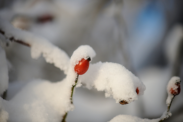 포토 JPG 해외이미지 나무 식물 계절 열매 백그라운드 겨울 과일 자연 사람없음 야외 빨간색 초록색 파란색 빛 뷰티 갈색 냉동 얼음 추위 흰색 나뭇가지 시원함 묘사 서리 내추럴 해외포토 자연요소 컬러 생태계 파일형식 이미지허브