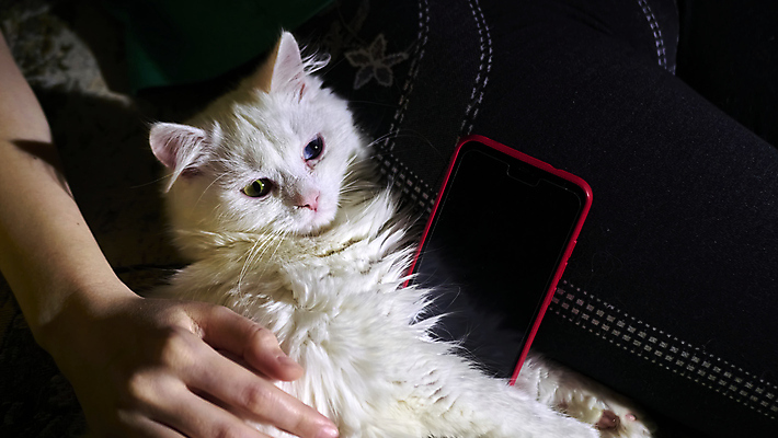 포토 JPG 해외이미지 한마리 손 실내 그림자 신체부위 스마트폰 귀여움 고양이 만지기 반려묘 해외포토 1 컨셉 포유류 모션 사람 내부 핸드폰 스마트기기 반려동물 파일형식 이미지허브