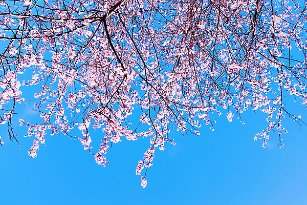 포토 JPG 해외이미지 주간 봄꽃 자연 하늘 사람없음 야외 봄 벚꽃 해외포토 자연요소 계절 꽃 생태계 파일형식 이미지허브