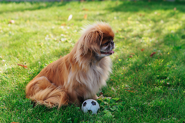 포토 JPG 해외이미지 주간 한마리 반려견 축구공 앉기 잔디 사람없음 야외 반려동물 산책 강아지 페키니즈 해외포토 자연요소 식물 동물 1 공 축구용품 모션 휴식 개 파일형식 이미지허브