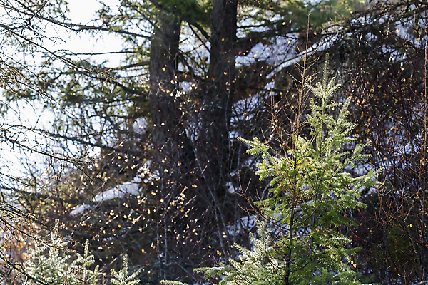 포토 JPG 해외이미지 나무 구름 자연 하늘 아침 스키 산 사람 풍경 사람없음 야외 물 여름 파란색 빛 햇빛 반사 계곡 얼음 고요 새벽 하이킹 추위 황무지 배낭여행 속도 빙하 암초 스카이라인 안장 오로라 돌무덤 루트 절정 해외포토 주간 자연요소 식물 계절 컬러 여행 자연현상 레저 겨울스포츠 태양 무덤 생태계 파일형식 이미지허브