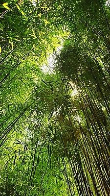 포토 JPG 해외이미지 주간 나무 사람없음 야외 햇빛 숲속 울창 해외포토 자연요소 식물 자연 태양 숲 파일형식 이미지허브