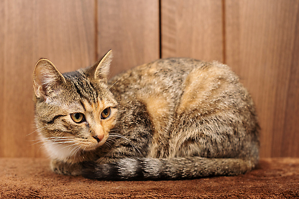 포토 JPG 해외이미지 한마리 응시 새끼 엎드리기 실내 사람없음 귀여움 고양이 나무배경 해외포토 동물 1 시선 백그라운드 컨셉 포유류 모션 내부 반려동물 파일형식 이미지허브