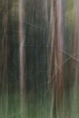 포토 JPG 해외이미지 나무 계절 백그라운드 이동 컨셉 잎 자연 추상 사람없음 야외 초록색 환경 나뭇가지 신용카드 소프트포커스 숲 질감 내추럴 블러 엘리먼트 해외포토 식물 컬러 무늬 촬영기법 금융 생태계 파일형식 이미지허브