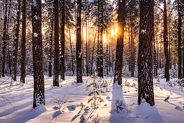 포토 JPG 해외이미지 나무 유럽 겨울 자연 아침 그림자 풍경 사람없음 야외 목재 초록색 빛 햇빛 태양 일출 환경 냉동 일몰 새벽 안개 광선 시골 소나무 저녁 숲 서리 장면 상록수 삼림지대 해외포토 주간 자연요소 식물 계절 나라 컬러 재료 날씨 노을 야간 생태계 파일형식 이미지허브