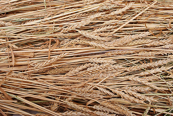 포토 JPG 해외이미지 식물 음식 빵 백그라운드 농업 건강 사람없음 농작물 식사 수확 성장 황금 낟알 밀 보따리 귀 내추럴 숙성 호밀 해외포토 산업 곡류 신체부위 파일형식 이미지허브