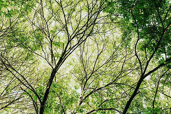 포토 JPG 해외이미지 나무 식물 계절 공원 문화 백그라운드 잎 자연 하늘 새로움 파노라마 사람없음 야외 목재 초록색 여름 빛 햇빛 태양 환경 정원 맑음 봄 광선 시골 신선 숲 역동적 통나무 마법 공터 해외포토 자연요소 공공시설 컬러 컨셉 재료 날씨 촬영기법 생태계 파일형식 이미지허브