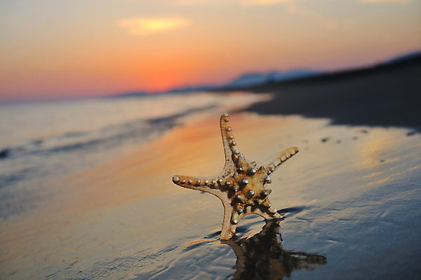 포토 JPG 해외이미지 하늘 불가사리 해변 사람없음 야외 일몰 야간 해외포토 자연요소 바다 극피동물 노을 파일형식 이미지허브