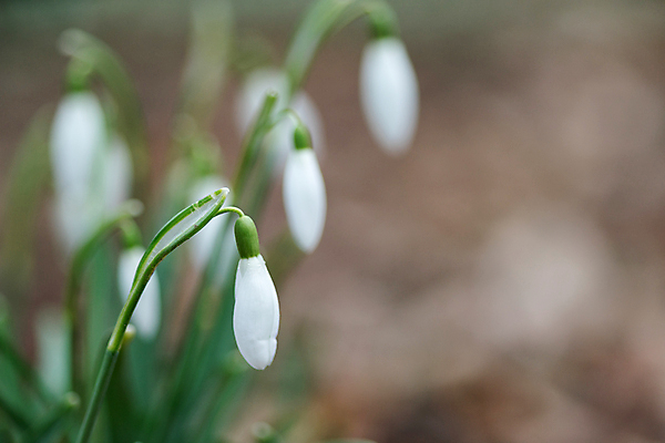 포토 JPG 해외이미지 식물 계절 꽃잎 꽃 줄기 잎 겨울 자연 사람없음 야외 초록색 갈색 봄 성장 벚꽃 흰색 신선 개화 숲 헌병 해외포토 컬러 군인 생태계 파일형식 이미지허브