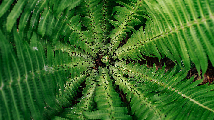 포토 JPG 해외이미지 나무 식물 화초 백그라운드 잎 패턴 가족 자연 사람없음 야외 초록색 햇빛 정원 어둠 봄 젖음 물방울 숲 이슬 묘사 질감 양치류 이국적 해외포토 계절 컬러 무늬 관계 태양 생태계 파일형식 이미지허브