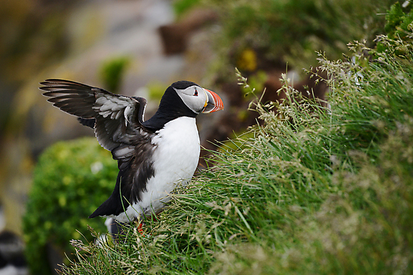 포토 JPG 해외이미지 주간 한마리 조류 사람없음 야외 아웃포커스 소프트포커스 퍼핀 해외포토 자연요소 동물 1 촬영기법 파일형식 이미지허브