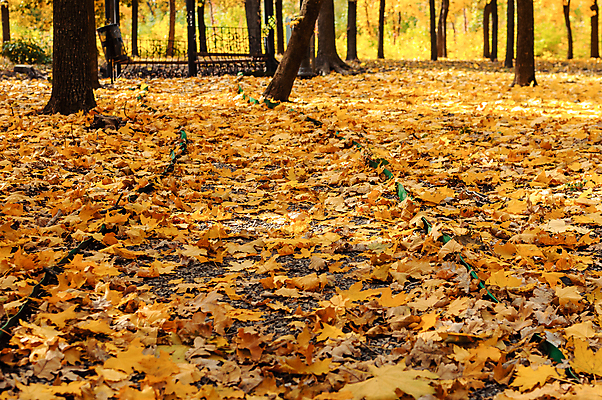 포토 JPG 해외이미지 주간 나무 공원 유럽 길 낙엽 풍경 사람없음 야외 가을 숲 네덜란드 해외포토 자연요소 식물 계절 공공시설 나라 잎 파일형식 이미지허브