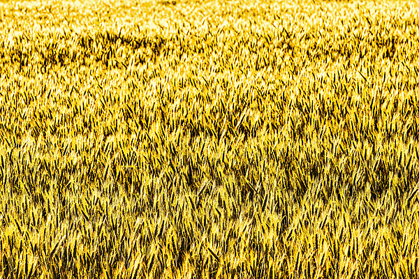 포토 JPG 해외이미지 식물 음식 밭 농업 자연 옥수수 씨앗 풍경 사람없음 여름 빛 햇빛 농경지 노란색 맑음 수확 가을 시골 황금 낟알 시리얼 밀 유기농 보케 보리 귀 밭일 호밀 해외포토 웰빙 계절 산업 컬러 날씨 곡류 신체부위 태양 농장 생태계 파일형식 이미지허브