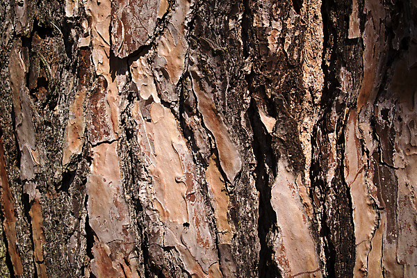 포토 JPG 해외이미지 나무 모델 공원 자연 표면 건조 사람없음 목재 갈색 환경 힘 소나무 역사 보호 날것 나무껍질 잡동사니 내추럴 옛날 자금 해외포토 식물 공공시설 컬러 컨셉 돈 재료 금융 껍질 생태계 파일형식 이미지허브