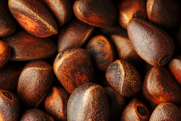 포토 JPG 해외이미지 근접촬영 사람없음 갈색 견과류 가득함 잣 많음 해외포토 뷰포인트 컬러 컨셉 파일형식 이미지허브