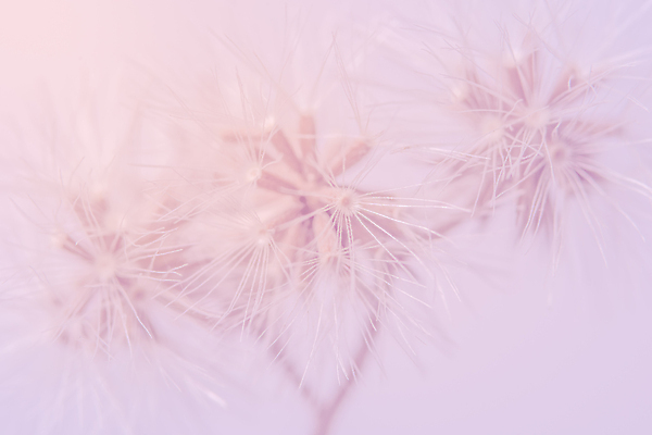 포토 JPG 해외이미지 식물 디자인 꽃 분홍색 백그라운드 밭 자연 사랑 사람없음 뷰티 정원 일몰 봄 수확 벚꽃 신선 보케 해외포토 계절 감정 컬러 농업 노을 생태계 파일형식 이미지허브