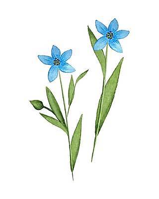 EPS 해외이미지 식물 템플릿 손 디자인 꽃잎 꽃 잎 꽃무늬 일러스트 자연 건강 미술 장식 초록색 파란색 세트 라벨 페인트 봄 화장품 들꽃 벚꽃 나뭇가지 직물 스케치 허브 그림 아로마 손그림 내추럴 고립 아마 엘리먼트 해외일러스트 나무 계절 컬러 무늬 문화예술 프레임 신체부위 뷰티 생태계 파일형식 벡터 이미지허브