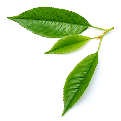 포토 JPG 해외이미지 나무 식물 계절 줄기 잎 자연 사람없음 초록색 새싹 환경 봄 성장 신선 허브 흰배경 유기농 내추럴 개발 고립 생태학 그리너리 해외포토 웰빙 교육 컬러 백그라운드 흰색 생태계 파일형식 트랜드컬러 이미지허브