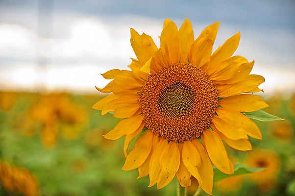 포토 JPG 해외이미지 주간 해바라기 풍경 사람없음 야외 아웃포커스 여름 해외포토 자연요소 계절 꽃 촬영기법 파일형식 이미지허브