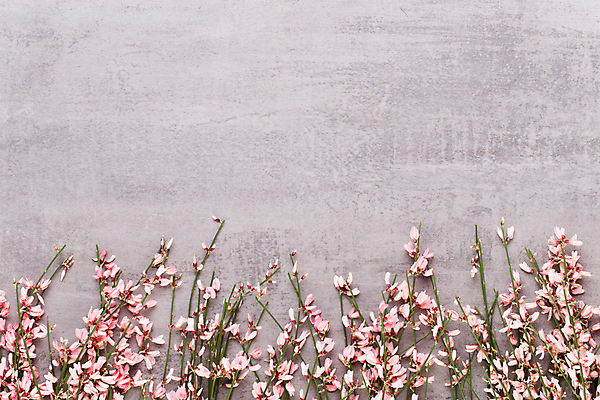 포토 JPG 해외이미지 식물 꽃 꽃다발 백그라운드 패턴 자연 탁자 표면 건강 사람없음 목재 우주 스파 봄 공백 수확 벚꽃 시골 인사 신용카드 플랫 다발 허브 에코 머리위 위치 아로마테라피 라일락 내추럴 바이오 국경 해외포토 나무 계절 가구 무늬 농업 재료 금융 환경 예절 생태계 테라피 파일형식 이미지허브