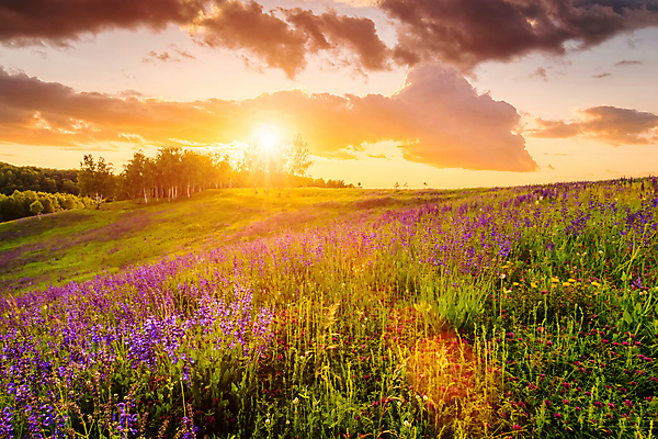 포토 JPG 해외이미지 나무 꽃밭 자연 하늘 사람없음 야외 햇빛 태양 일몰 해외포토 자연요소 식물 꽃 노을 생태계 파일형식 이미지허브