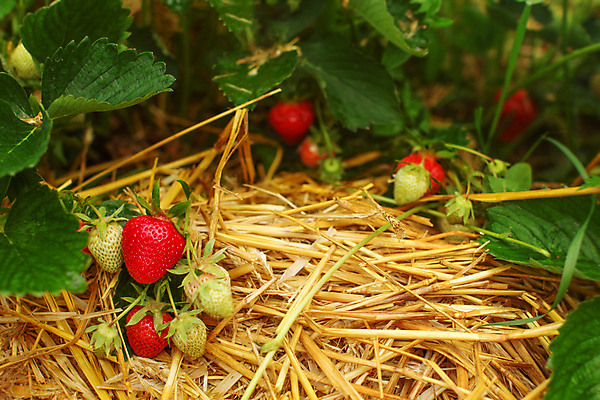 포토 JPG 해외이미지 식물 계절 열매 음식 백그라운드 잎 밭 농업 다이어트 과일 자연 딸기 건강 사람없음 야외 빨간색 초록색 농장 정원 흙 봄 수확 성장 나뭇가지 신선 달콤 맛 유기농 원예 밀짚 내추럴 숙성 채식주의자 맛있는 해외포토 나무 웰빙 산업 컬러 컨셉 취미 짚 생태계 채식 파일형식 이미지허브