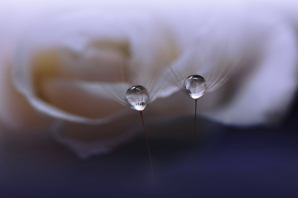 포토 JPG 해외이미지 식물 계절 꽃 실루엣 백그라운드 패턴 자연 벽지 추상 건조 사랑 미술 경사 사람없음 옆모습 물 빛 뷰티 놀람 거품 낭만 물방울 신선 투명 떨어짐 이슬 민들레 묘사 만족 유기농 내추럴 특별함 많음 해외포토 자연요소 웰빙 감정 뷰포인트 컨셉 무늬 문화예술 촬영기법 표정 생태계 파일형식 이미지허브