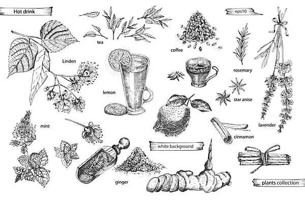 EPS 해외이미지 식물 디자인 아시아 선 백그라운드 잎 과일 일러스트 자연 콩 잉크 프레임 한국 건강 동양인 컵 초록색 검은색 중국 수확 흰색 차 낙서 스케치 레몬 민트 허브 그림 유기농 윤곽 손그림 생강 동쪽 라벤더 로즈메리 고립 따뜻한음료 시나몬 옛날 해외일러스트 식기 웰빙 꽃 나라 음료 컬러 농업 채소 곡류 미술 인종 방향 생태계 파일형식 벡터 이미지허브