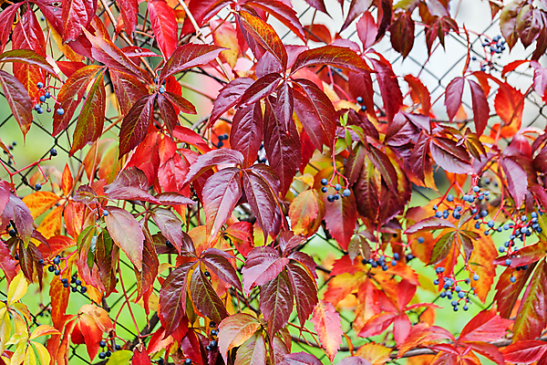 포토 JPG 해외이미지 나무 계절 공원 여행 잎 오렌지 자연 하늘 산 풍경 초원 사람없음 야외 초록색 빛 컬러풀 햇빛 태양 노란색 환경 낭만 가을 황금 숲 속도 내추럴 전국 해외포토 자연요소 식물 공공시설 컬러 컨셉 과일 생태계 파일형식 이미지허브