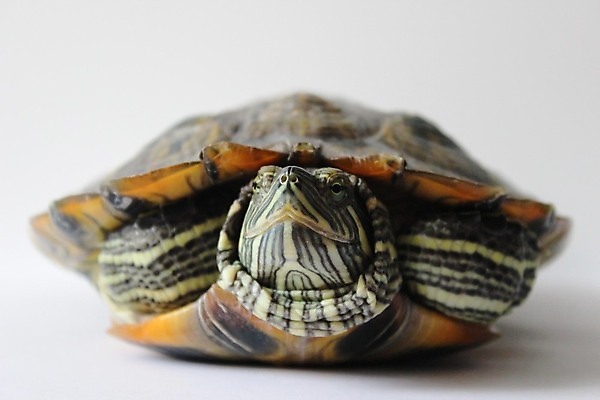 포토 JPG 해외이미지 동물 얼굴 바다 백그라운드 패턴 신체 파충류 자연 기술 사람없음 빨간색 물 반려동물 노란색 머리 검은색 손상 껍질 흰색 연못 액체 유머 거북이 미끄러짐 땅 가득함 꼬리 귀 길이 고립 집게발 해외포토 자연요소 감정 컬러 컨셉 무늬 모션 신체부위 생태계 파일형식 이미지허브