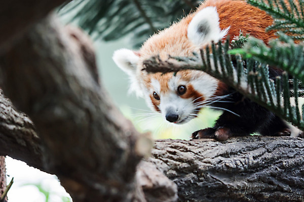 포토 JPG 해외이미지 나무 동물 1 공원 아시아 야생동물 곰 포유류 자연 털 동물원 동양인 사람없음 빨간색 초록색 반려동물 갈색 귀여움 검은색 고양이 중국 흰색 나뭇가지 숲 판다 대나무 네팔 서식지 부탄 해외포토 식물 공공시설 나라 컬러 컨셉 인종 생태계 남아시아 파일형식 이미지허브