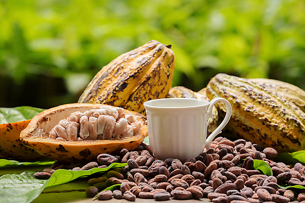 포토 JPG 해외이미지 나무 식물 음식 백그라운드 과일 재료 아프리카 자연 콩 사람없음 목재 빨간색 갈색 초콜릿 오픈 자르기 오브젝트 유기농 날것 코코아 내추럴 꼬투리 숙성 카카오 해외포토 웰빙 나라 음료 컬러 모션 디저트 곡류 생태계 파일형식 이미지허브