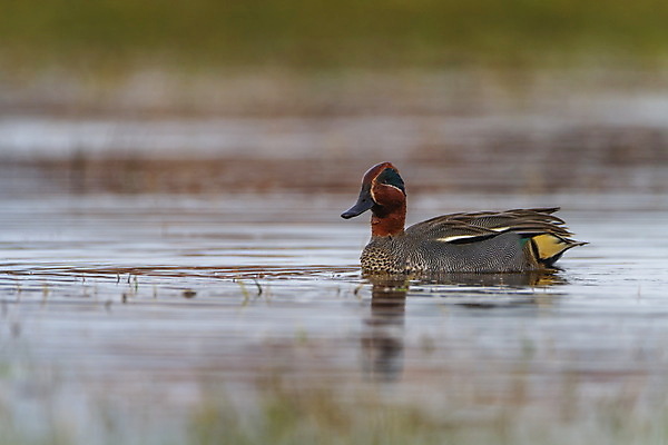 포토 JPG 해외이미지 동물 공원 남자 유럽 호수 야생동물 날개 자연 조류 오리 사람없음 야외 옆모습 물 파란색 강 반사 갈색 환경 수영 봄 연못 습지 깃털 부리 사냥꾼 물새 내추럴 유라시아 해외포토 자연요소 직업 계절 공공시설 나라 아시아 뷰포인트 컬러 사람 수상스포츠 생태계 파일형식 이미지허브