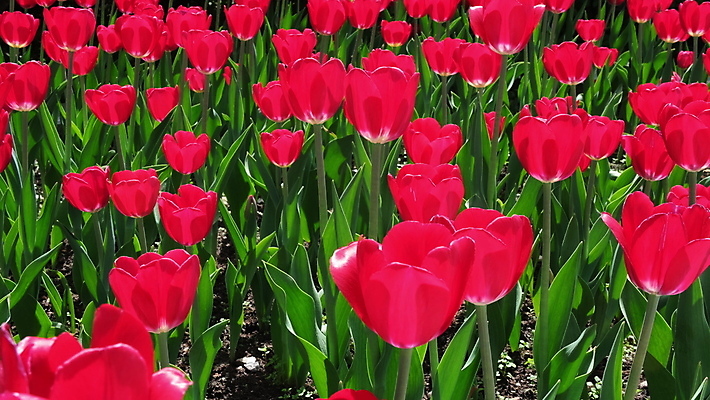 포토 JPG 해외이미지 식물 꽃잎 꽃 꽃다발 농업 바람 휴가 부활절 발렌타인데이 선물 사랑 사람없음 야외 빨간색 고요 봄 활발 튤립 성장 시골 인사 신선 그룹 땅 네덜란드 엽서 구성 많음 카피스페이스 해외포토 자연요소 계절 기념일 감정 유럽 산업 컬러 컨셉 데이이벤트 날씨 공백 예절 편지 파일형식 이미지허브