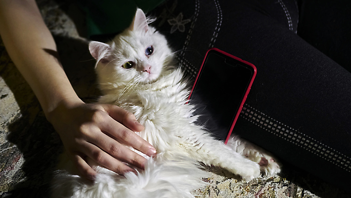 포토 JPG 해외이미지 한마리 손 실내 그림자 신체부위 스마트폰 귀여움 고양이 만지기 반려묘 해외포토 1 컨셉 포유류 모션 사람 내부 핸드폰 스마트기기 반려동물 파일형식 이미지허브