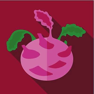 EPS 해외이미지 디자인 음식 다이어트 채소 일러스트 재료 건강 초록색 신선 플랫 심볼 사인 에코 유기농 양배추 비타민 내추럴 고립 채식주의자 콜라비 비건 해외일러스트 웰빙 컬러 환경 채식 영양소 파일형식 벡터 이미지허브