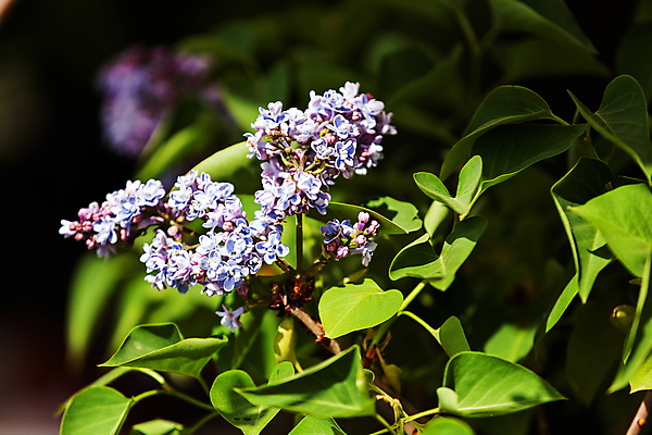 포토 JPG 해외이미지 식물 디자인 계절 공원 꽃잎 꽃 분홍색 꽃다발 백그라운드 잎 꽃무늬 패턴 자연 사랑 사람없음 장식 빨간색 초록색 여름 컬러풀 뷰티 장미 노란색 정원 보라색 봄 벚꽃 흰색 신선 개화 다발 배열 심볼 원예 조경 쇼 내추럴 정중 해외포토 공공시설 감정 컬러 컨셉 무늬 취미 생태계 파일형식 이미지허브