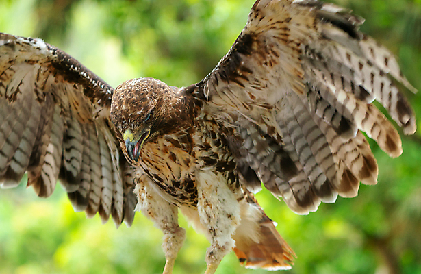 포토 JPG 해외이미지 동물 응시 야생동물 백그라운드 날개 자연 조류 앉기 사람없음 야외 옆모습 빨간색 갈색 노란색 머리 미국 닫기 먹이 깃털 꼬리 부리 독수리 육식동물 사냥꾼 쿠바 해외포토 직업 시선 뷰포인트 컬러 북아메리카 모션 신체부위 중앙아메리카 생태계 파일형식 이미지허브