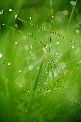 포토 JPG 해외이미지 주간 사람없음 야외 아웃포커스 젖음 소프트포커스 빗방울 빛망울 해외포토 자연요소 촬영기법 빛 비_날씨 파일형식 이미지허브