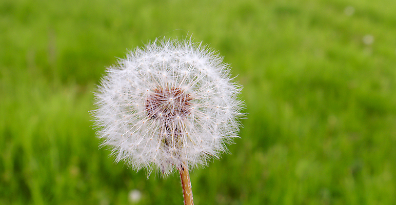 포토 JPG 해외이미지 식물 꽃 파도 백그라운드 이동 모션 자연 바람 씨앗 잔디 사람없음 야외 초록색 햇빛 힘 봄 벚꽃 입자 구부린 민들레 불기 생물학 퍼프 꽃가루 부드러움 폭풍 솜털 느림 취급주의 타격 파종 더스트파티클 카피스페이스 해외포토 자연요소 계절 교육 바다 컬러 컨셉 날씨 경고 태양 농사 공백 감각 가루 생태계 파일형식 이미지허브