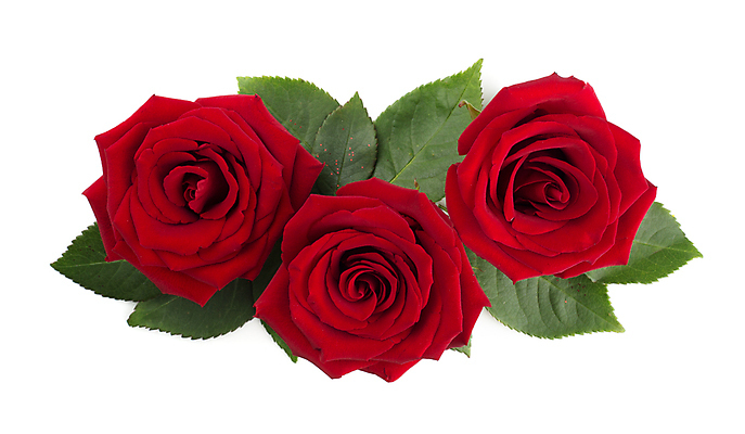 포토 JPG 해외이미지 식물 디자인 기념일 꽃 꽃다발 백그라운드 컨셉 잎 꽃무늬 자연 휴가 발렌타인데이 3 선물 사랑 사람없음 장식 빨간색 초록색 뷰티 장미 정원 낭만 벚꽃 흰색 축하 인사 신선 신용카드 배열 고립 구성 엘리먼트 플랫레이 해외포토 감정 컬러 무늬 데이이벤트 이벤트 금융 예절 플랫 생태계 파일형식 이미지허브