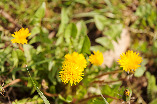 포토 JPG 해외이미지 식물 꽃 백그라운드 밭 자연 국화 사람없음 야외 치료 초록색 뷰티 노란색 와인 봄 습기 성장 시골 닫기 이슬 민들레 합성 소금 시럽 영원 해외포토 계절 컬러 농업 의학 모션 주류 생태계 파일형식 이미지허브