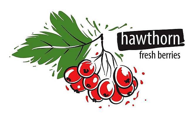 EPS 해외이미지 클립아트 열매 과일 일러스트 사람없음 빨간색 심볼 베리 해외일러스트 식물 컬러 파일형식 벡터 이미지허브