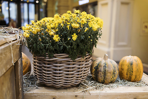 포토 JPG 해외이미지 식물 계절 꽃 꽃다발 백그라운드 잎 꽃무늬 채소 오렌지 자연 호박 국화 사람없음 장식 컬러풀 노란색 바구니 침묵 활발 할로윈 벚꽃 가을 개화 11월 다발 배열 추수감사절 스쿼시 10월 내추럴 그런지 카피스페이스 해외포토 기독교 스포츠 컬러 컨셉 무늬 과일 구기 소리 공백 날짜 생태계 파일형식 이미지허브